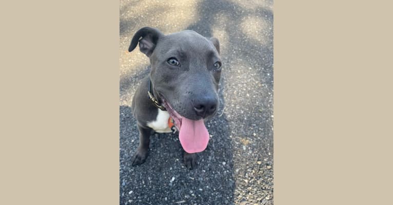 Oliver, an American Pit Bull Terrier tested with EmbarkVet.com