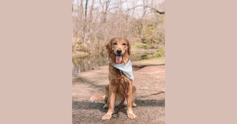 Marley, a Golden Retriever tested with EmbarkVet.com