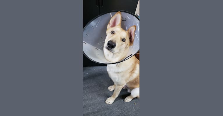 Taro, a German Shepherd Dog and Siberian Husky mix tested with EmbarkVet.com