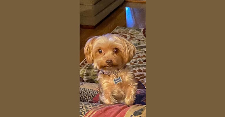 Twinkie, a Yorkshire Terrier tested with EmbarkVet.com