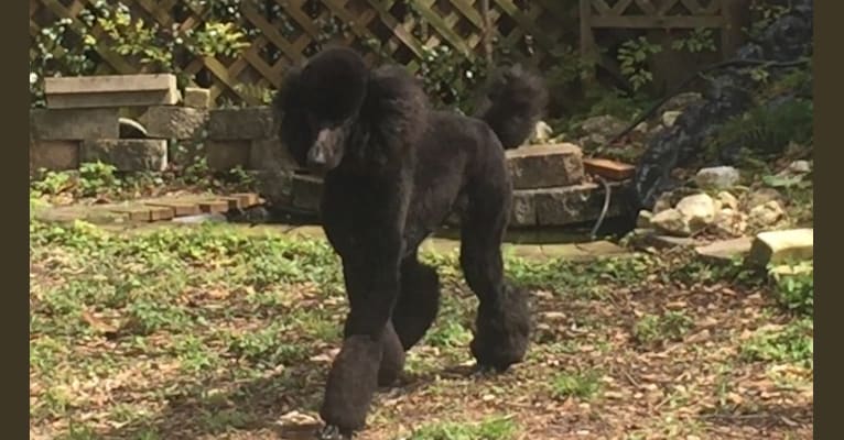 Tempi, a Poodle (Standard) tested with EmbarkVet.com