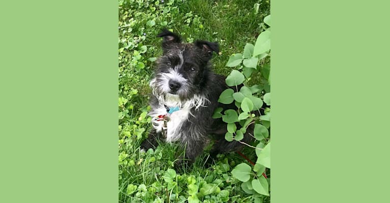 Gadget, a Boston Terrier and Havanese mix tested with EmbarkVet.com