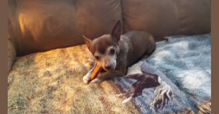 Bubby, a Chihuahua tested with EmbarkVet.com