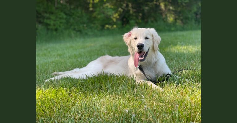 Whuzi, a Golden Retriever tested with EmbarkVet.com