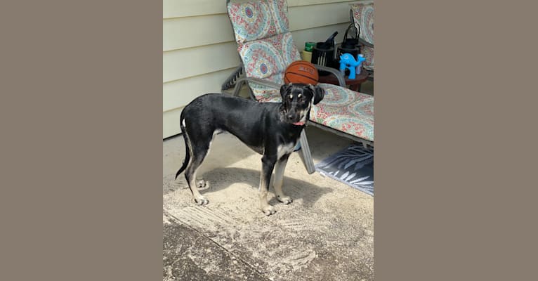 Nala Gholson, a German Shepherd Dog and Mountain Cur mix tested with EmbarkVet.com