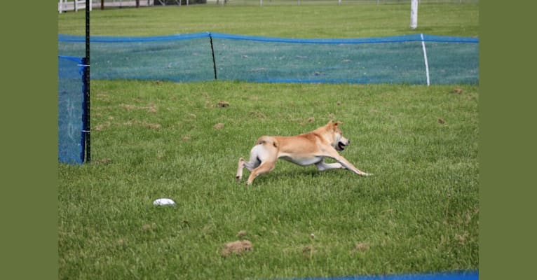 Loomy, a Carolina Dog tested with EmbarkVet.com