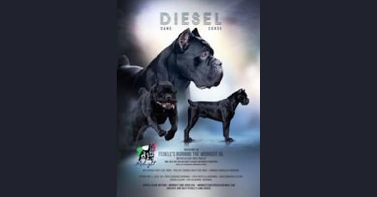Diesel, a Cane Corso tested with EmbarkVet.com