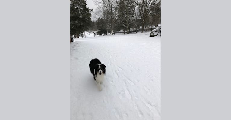 Tucker, an Australian Shepherd Group tested with EmbarkVet.com
