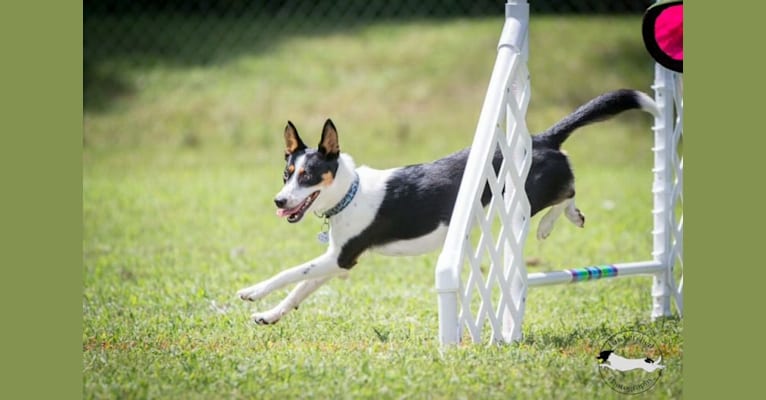 Fable, an Australian Cattle Dog and Siberian Husky mix tested with EmbarkVet.com