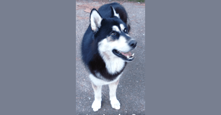 Photo of Polo aka Wolfy, a   in Southaven, MS, USA