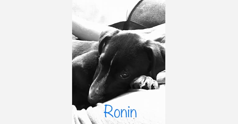 Ronin, an American Pit Bull Terrier and Beagle mix tested with EmbarkVet.com