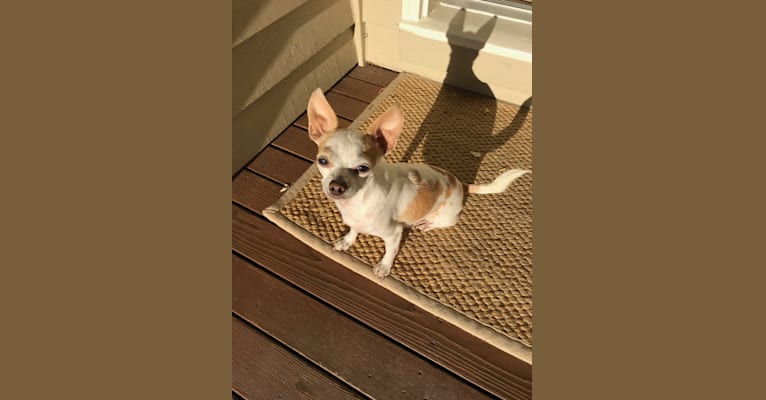 Camo, a Chihuahua and Shih Tzu mix tested with EmbarkVet.com