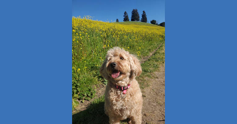 Photo of Jazzy, a Poodle (Small), Poodle (Standard), and Golden Retriever mix in Brentwood, CA, USA
