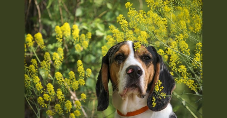 Renegade, an American English Coonhound and Cocker Spaniel mix tested with EmbarkVet.com