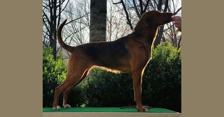 Photo of Elsa, an American Leopard Hound  in Cameron, NC, USA