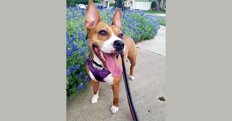 Photo of Zora, an American Pit Bull Terrier, American Staffordshire Terrier, and American Bulldog mix in Austin, Texas, USA