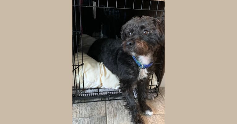 Freddie, a Yorkshire Terrier and Poodle (Small) mix tested with EmbarkVet.com