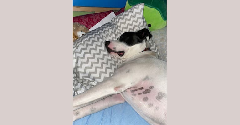 Wolfie, an American Pit Bull Terrier and Australian Shepherd mix tested with EmbarkVet.com
