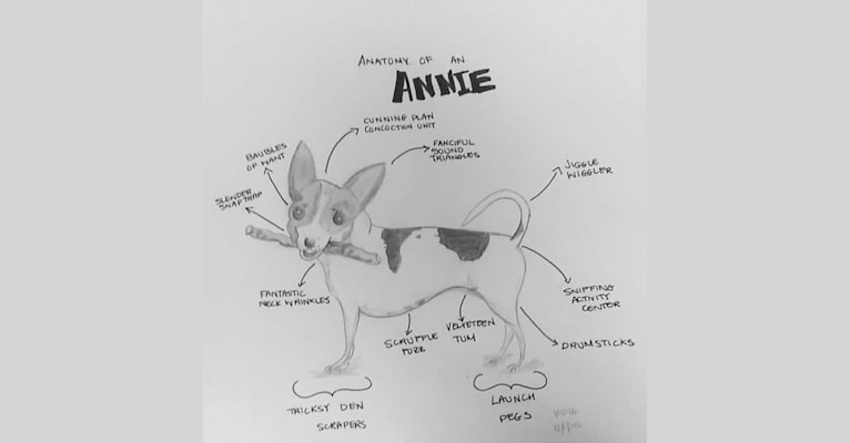 Photo of Anastasia "Annie" Betesh, a Chihuahua, Yorkshire Terrier, Rat Terrier, Shih Tzu, and Mixed mix in Miami, Florida, USA