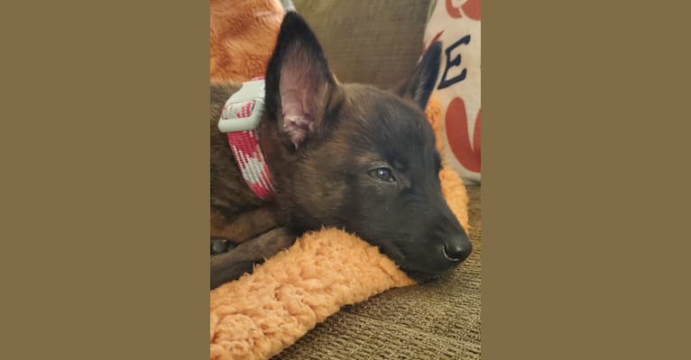 Ripley, a Dutch Shepherd tested with EmbarkVet.com