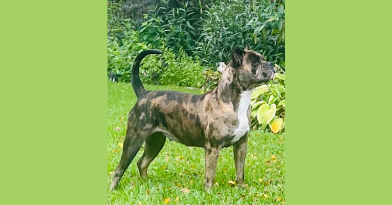 Oreo, a Bulldog and Boxer mix tested with EmbarkVet.com