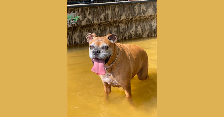 Piper, a Boxer tested with EmbarkVet.com