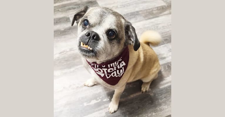 Pugsley, a Pug and Shih Tzu mix tested with EmbarkVet.com