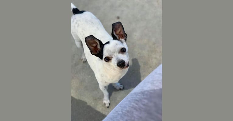 Panda, a Chihuahua and Miniature Schnauzer mix tested with EmbarkVet.com