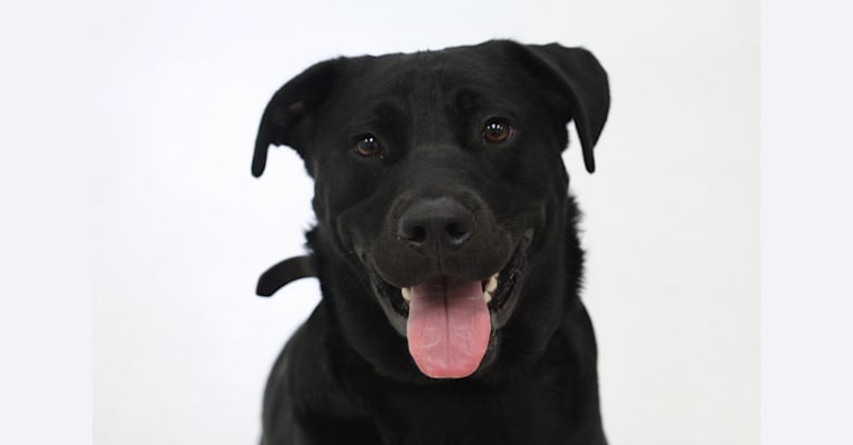 Hamish Anderson, a Staffordshire Terrier and Rottweiler mix tested with EmbarkVet.com