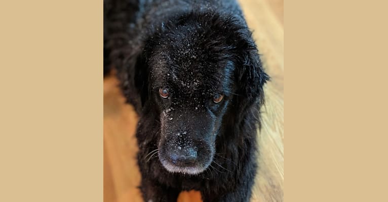 BB, a Newfoundland and German Shepherd Dog mix tested with EmbarkVet.com
