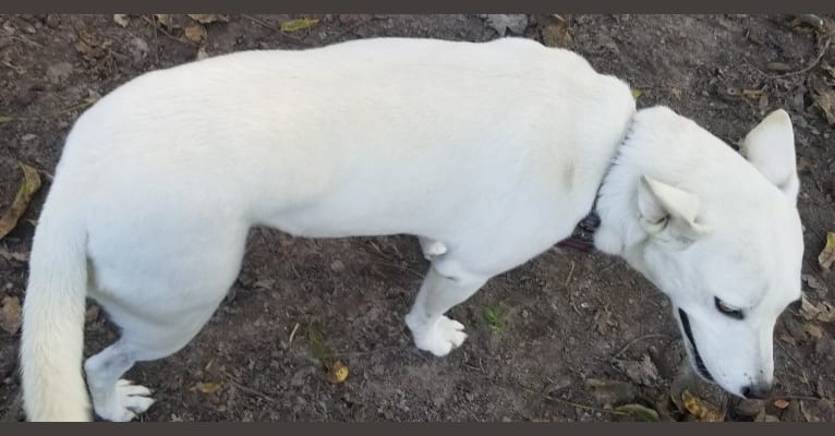 Midget, a Miniature Schnauzer and Chow Chow mix tested with EmbarkVet.com