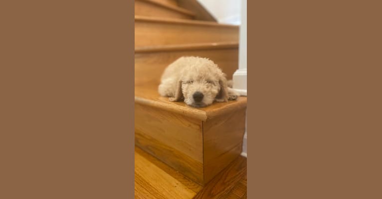 Photo of Jane, a Goldendoodle 
