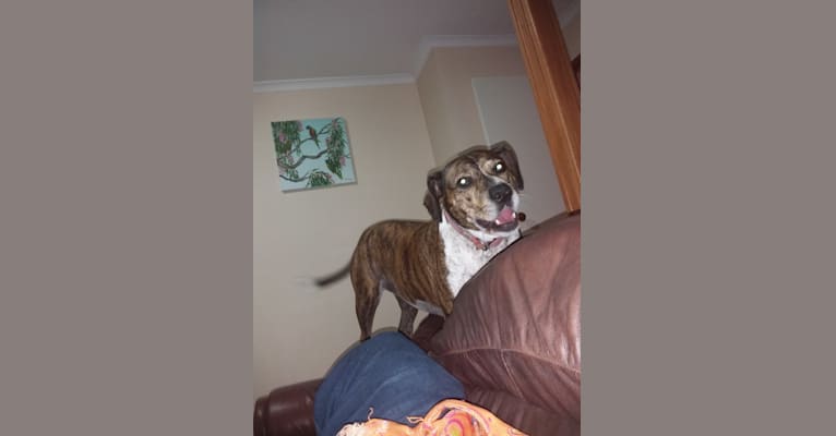 embark dog dna test breed