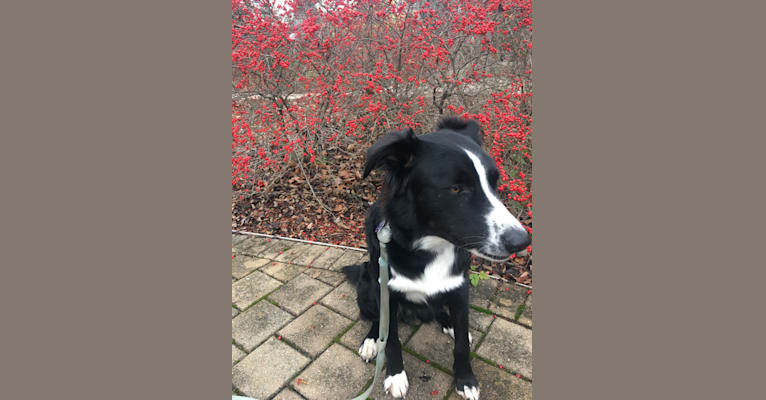 Oreo, an Australian Shepherd and Siberian Husky mix tested with EmbarkVet.com