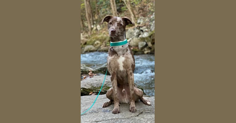 Davey Jones, an American Pit Bull Terrier and Labrador Retriever mix tested with EmbarkVet.com