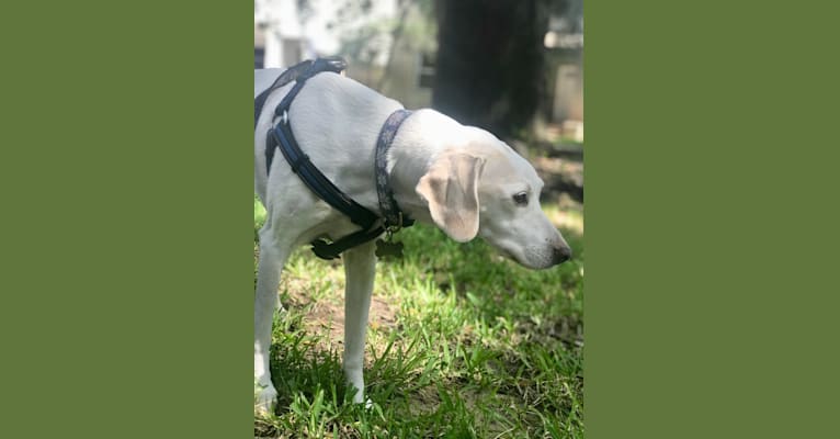 Eira, a Cocker Spaniel and Beagle mix tested with EmbarkVet.com