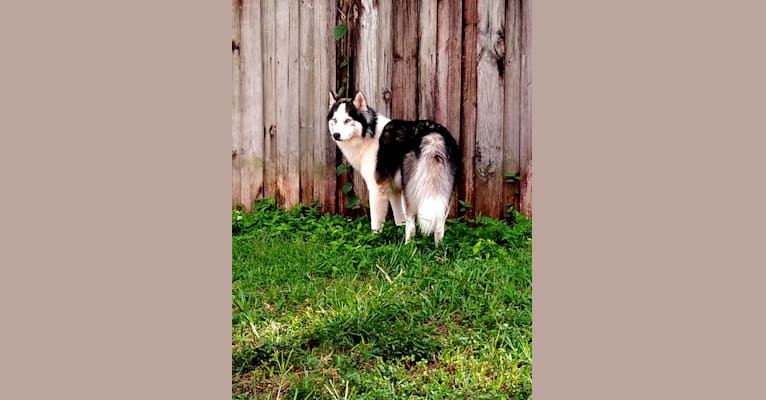 Kain, a Siberian Husky tested with EmbarkVet.com