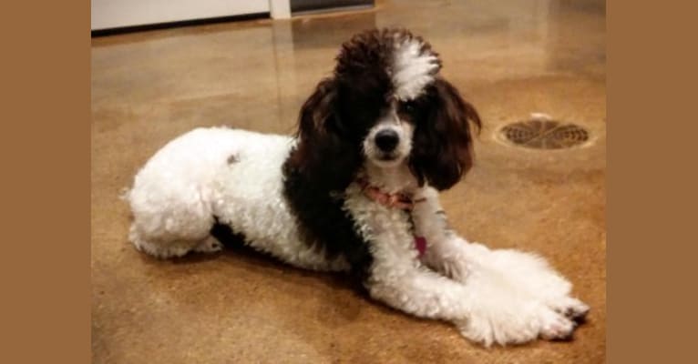 Twixie, a Poodle (Small) tested with EmbarkVet.com