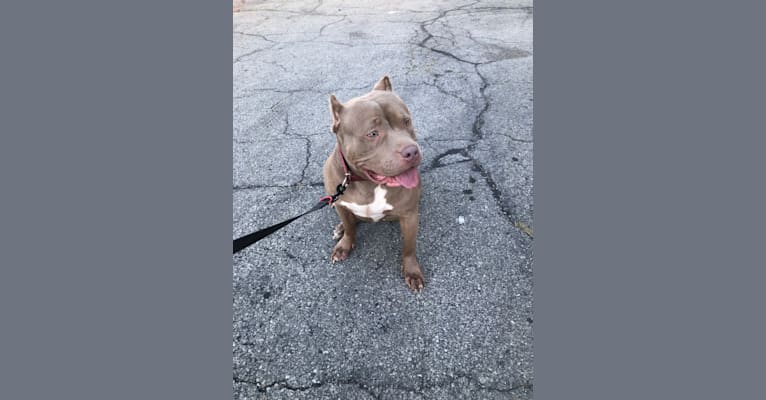 Teally, an American Bully tested with EmbarkVet.com