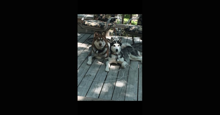 Photo of Merle, a Siberian Husky, Boxer, and Alaskan Malamute mix in Texas, USA