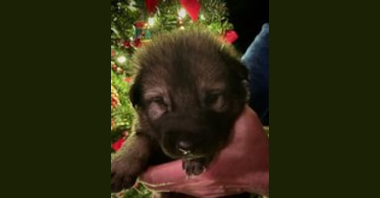 Hayk, an Alaskan Malamute and German Shepherd Dog mix tested with EmbarkVet.com