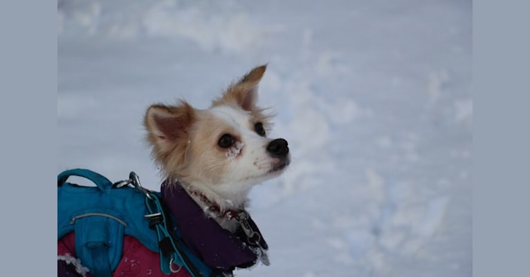 Lizzy (Eliza/Elizabeth), an Eastern European Village Dog and Pekingese mix tested with EmbarkVet.com
