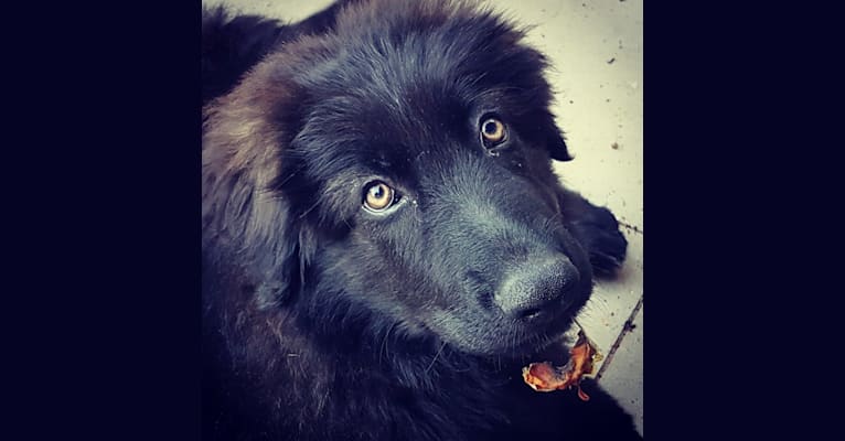 Jaromir, a German Shepherd Dog tested with EmbarkVet.com
