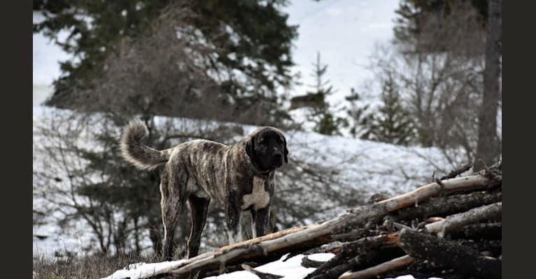 Sauron, an Anatolian Shepherd Dog tested with EmbarkVet.com