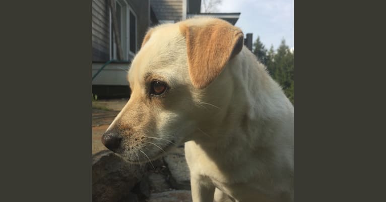 Lola, a Chihuahua and Pekingese mix tested with EmbarkVet.com