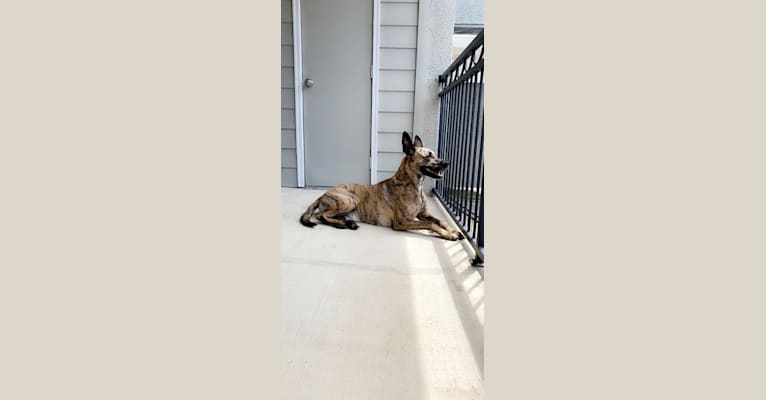 Moose, an American Pit Bull Terrier and German Shepherd Dog mix tested with EmbarkVet.com