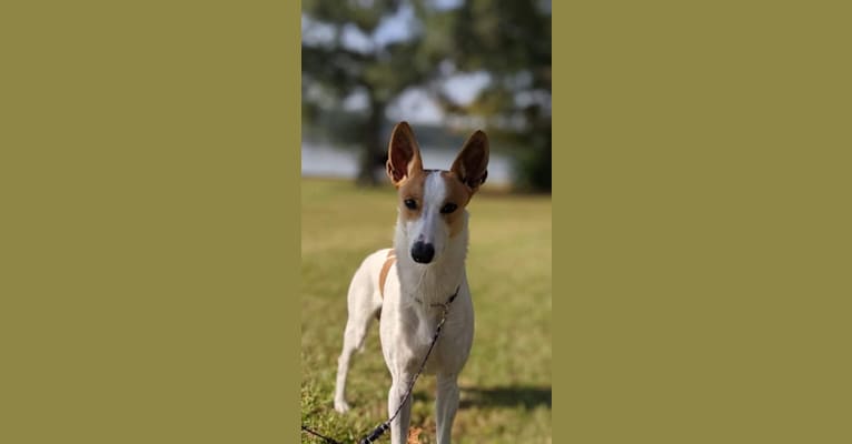 Banbury Cross Berlin, a Carolina Dog tested with EmbarkVet.com