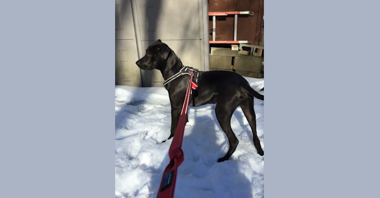 Trooper, an American Pit Bull Terrier and Boxer mix tested with EmbarkVet.com