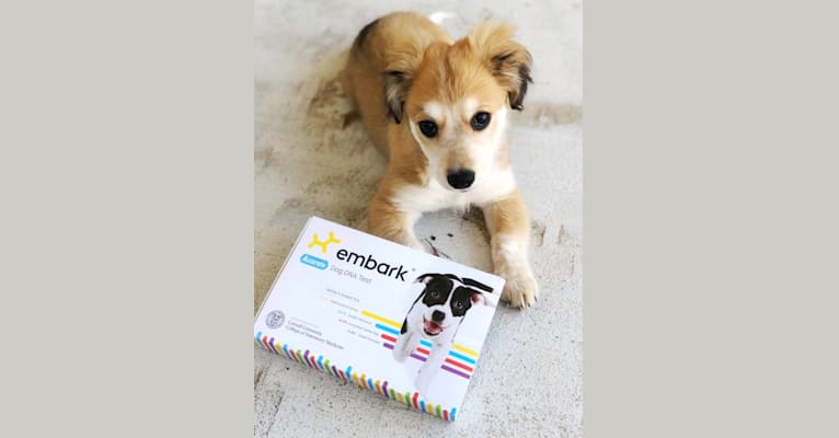 Cyra, a Pomeranian and Dachshund mix tested with EmbarkVet.com