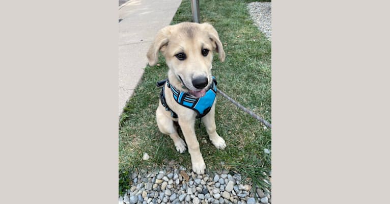 Sadie, a Great Pyrenees and German Shepherd Dog mix tested with EmbarkVet.com